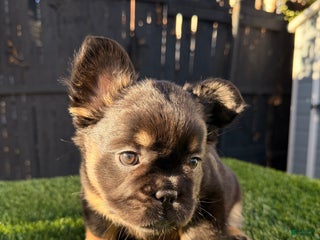 French Bulldog dogs Winter - Ad 8