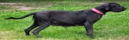 Great Dane dogs for sale: Max - Ad 12