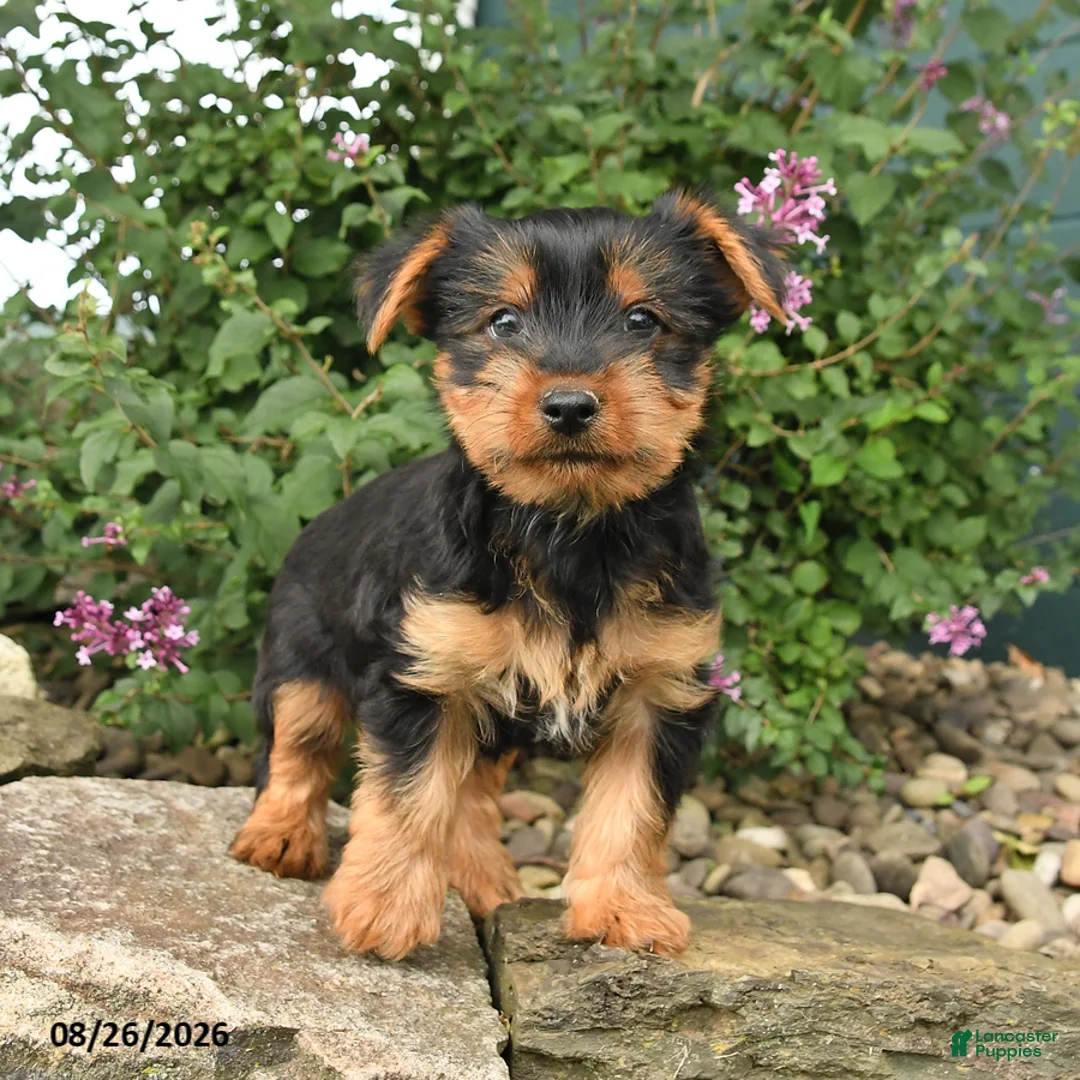 Yorkshire Terrier dogs for sale: Cisco - Ad 1