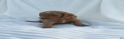 Goldendoodle dogs for sale: Painter - Ad 2