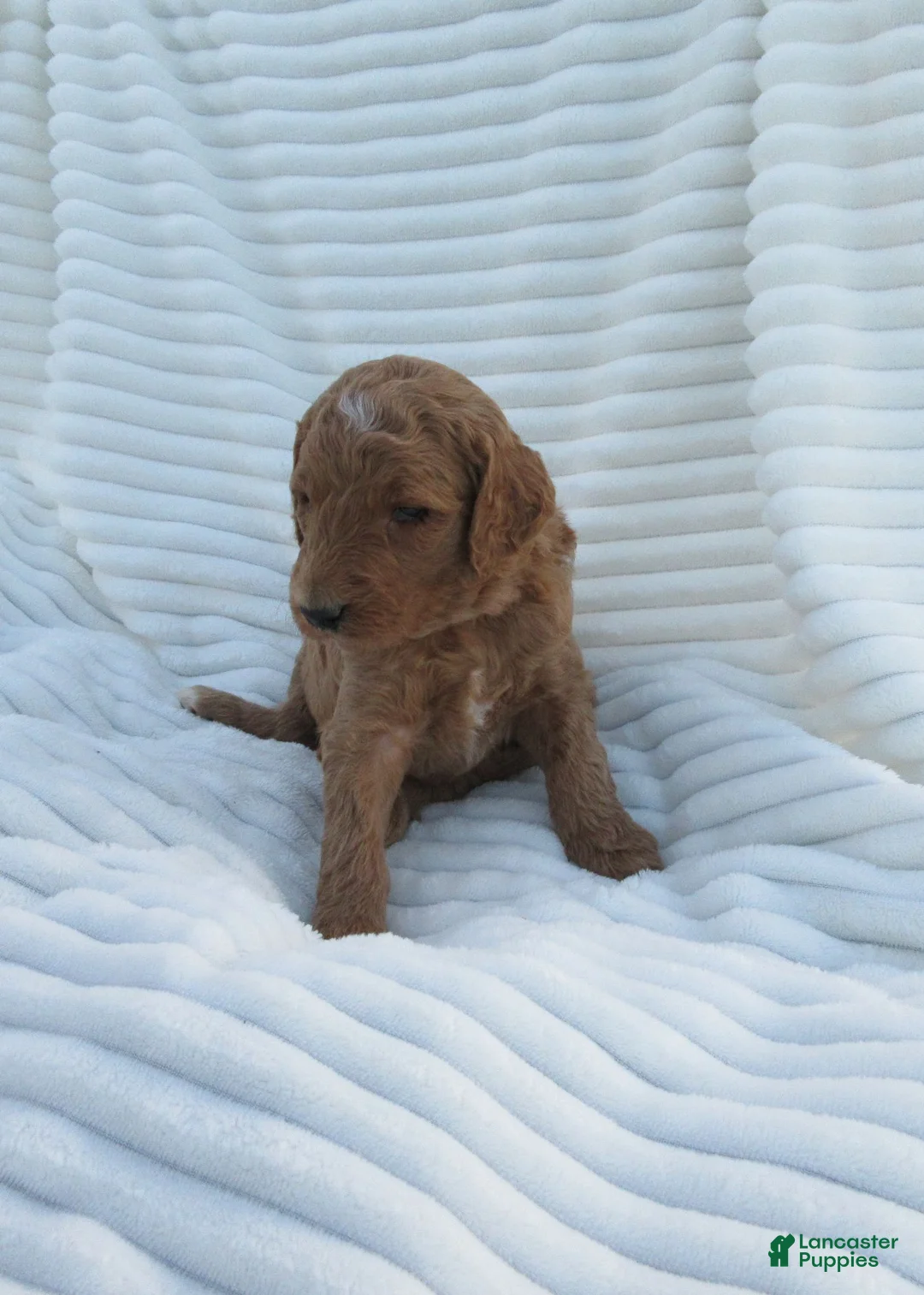 Goldendoodle dogs for sale: Painter - Ad 2