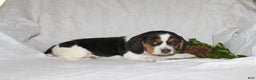 Beagle dogs for sale: Twinkles - Ad 2