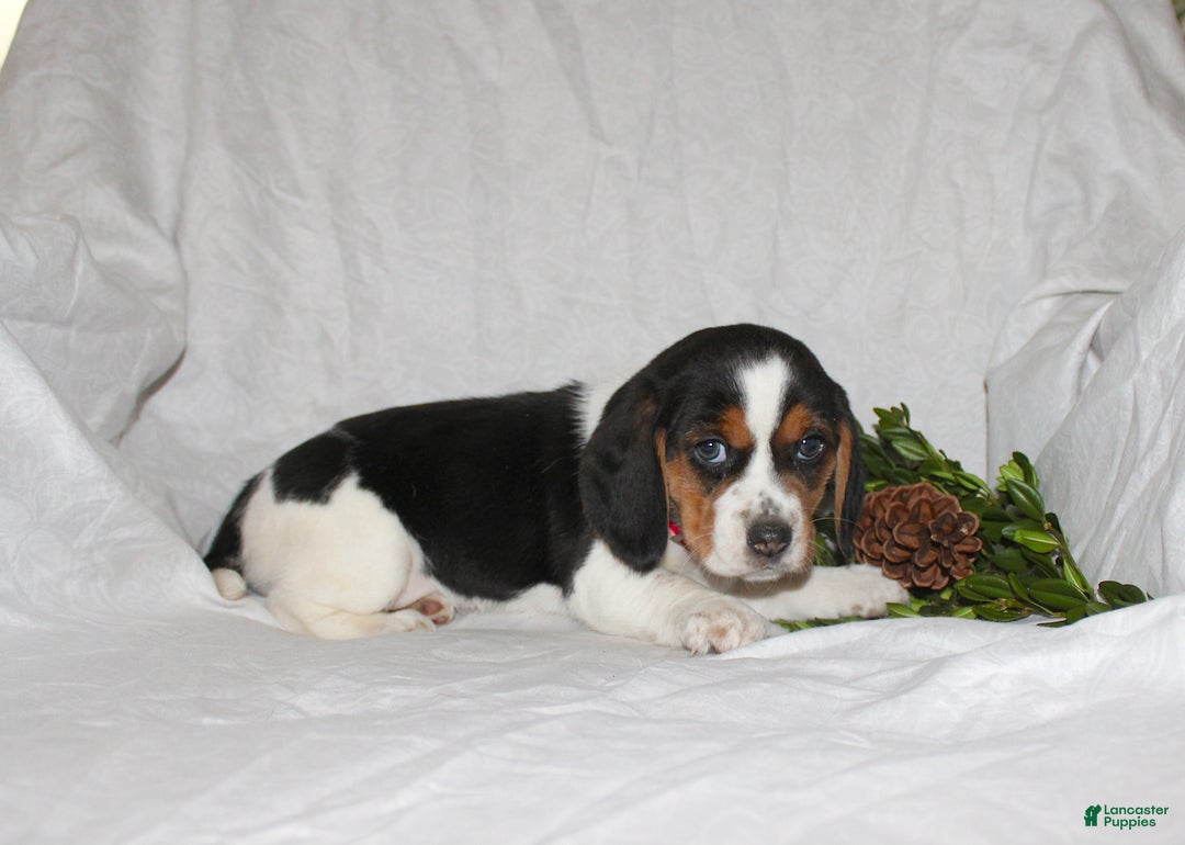 Beagle dogs for sale: Twinkles - Ad 2