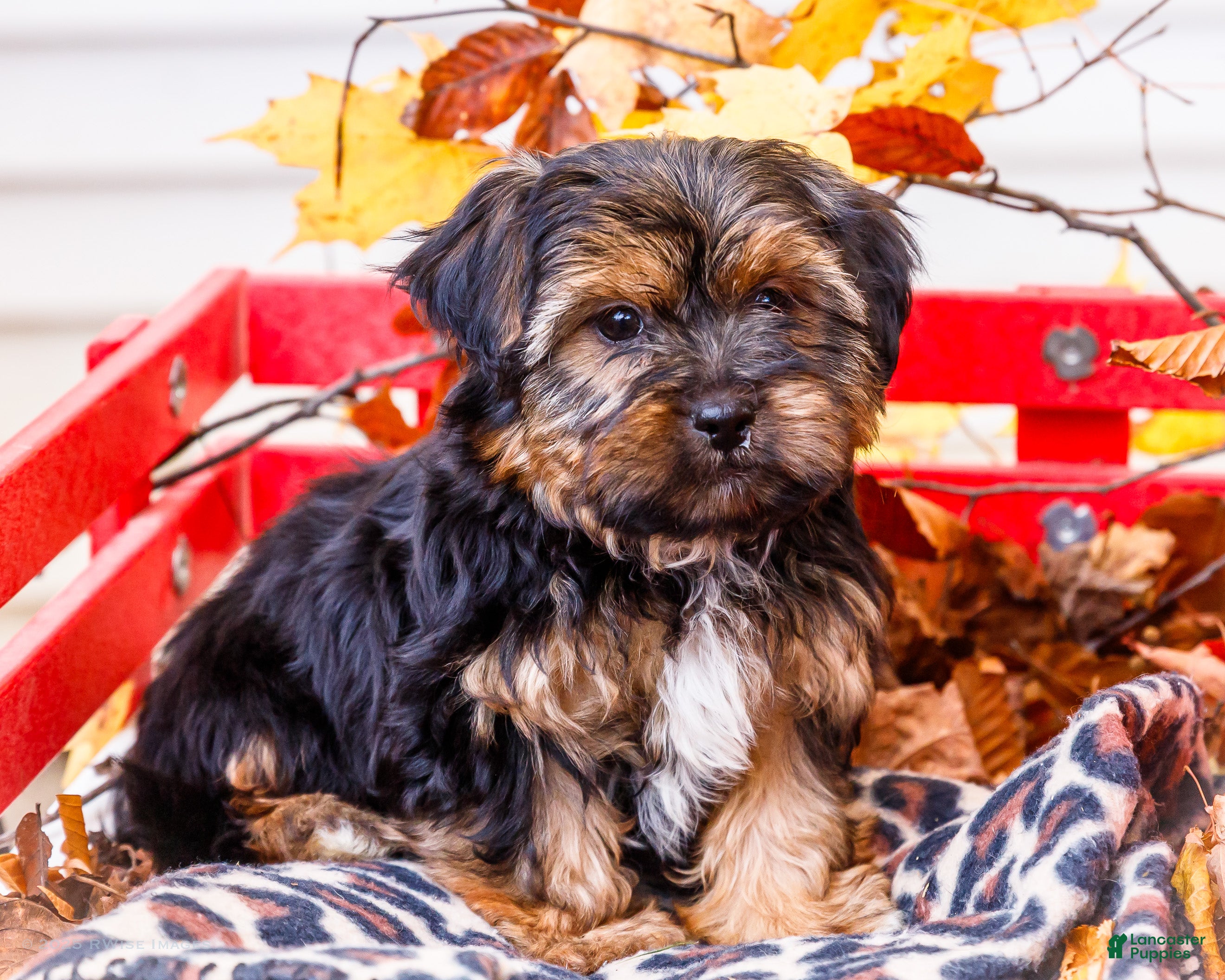 Shorkie dogs Lance - Ad 23