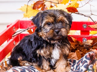 Shorkie dogs Lance - Ad 26