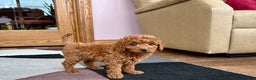 Cavapoo dogs for sale: Cavapoo male Puppy 2 - Ad 6