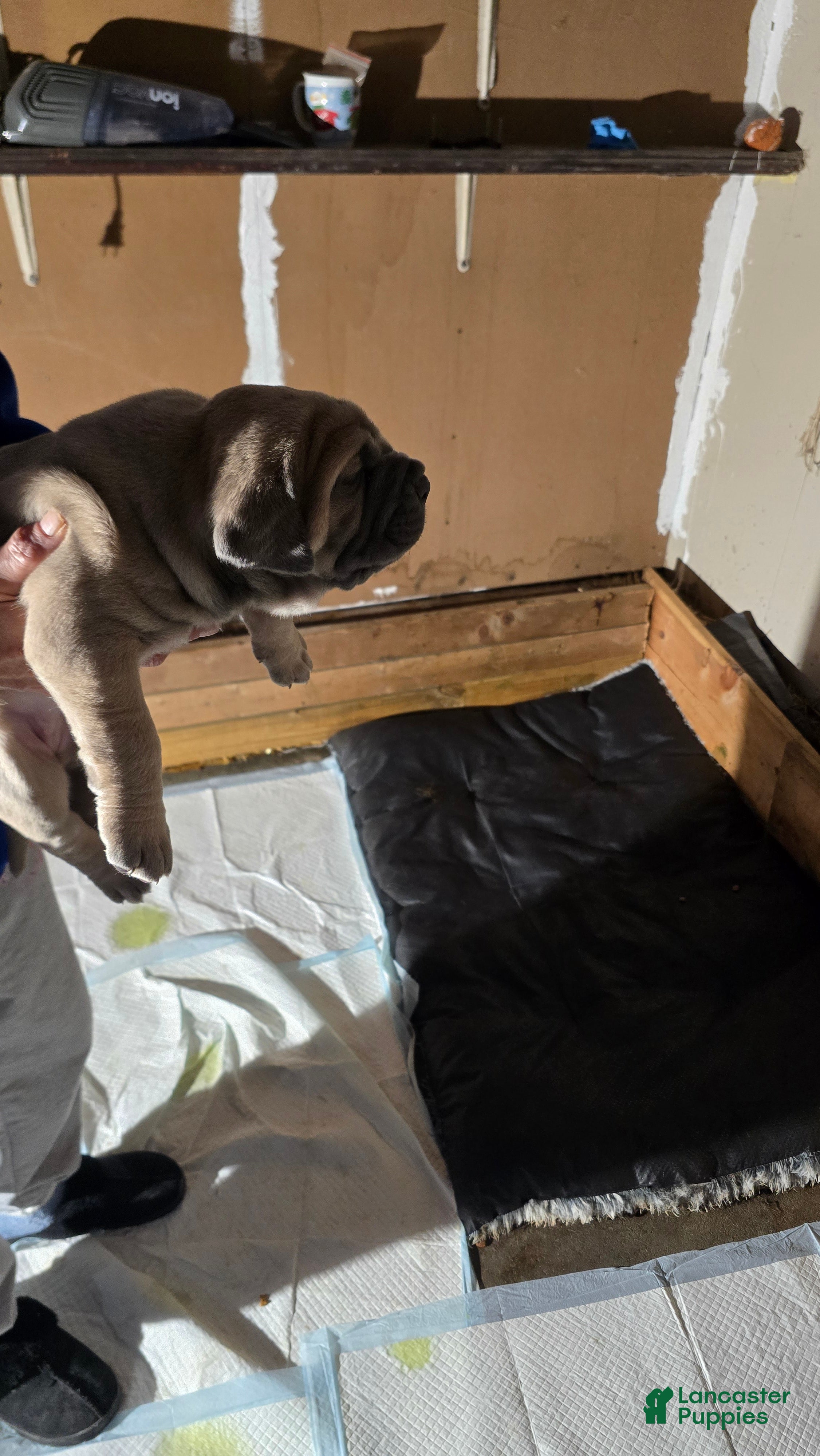 Cane Corso dogs Cane Corso Puppy 2 - Ad 1