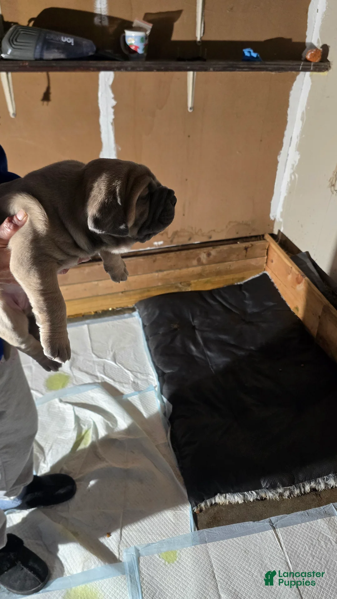 Cane Corso dogs for sale: Cane Corso Puppy 2 - Ad 1