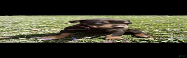 Doberman Pinscher Puppy 3