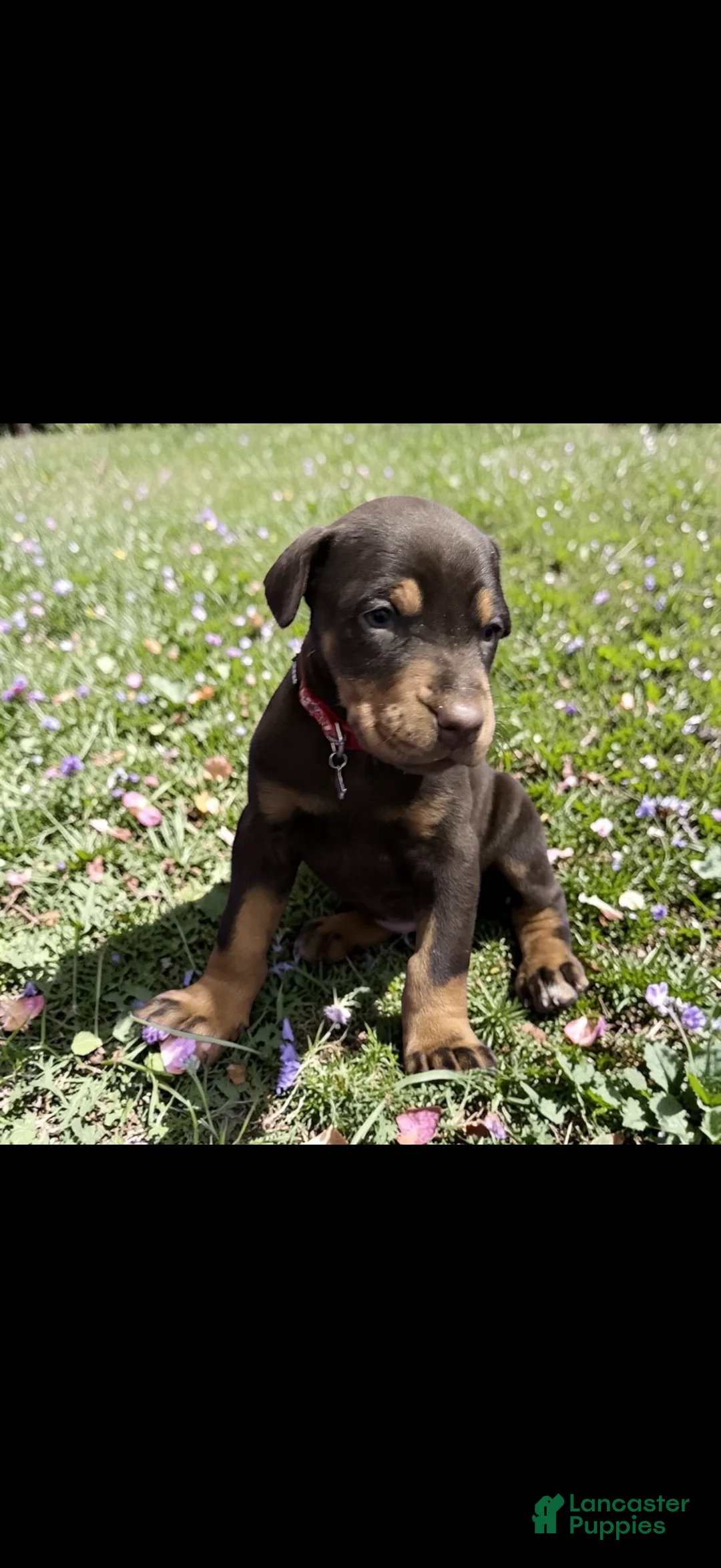 Doberman Pinscher dogs for sale: Doberman Pinscher Puppy 3 - Ad 1