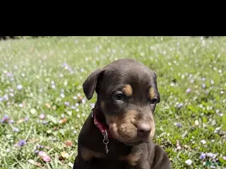 Doberman Pinscher dogs Doberman Pinscher Puppy 3 - Ad 23