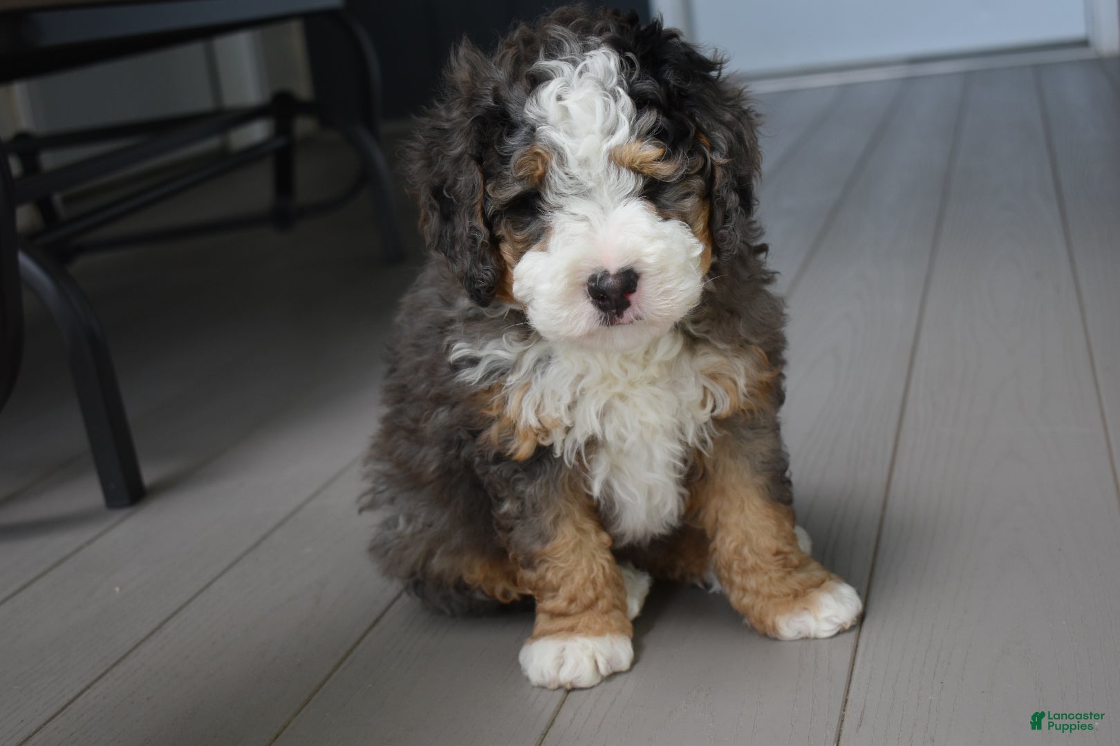 Mini Bernedoodle dogs Jax F1b - Ad 2