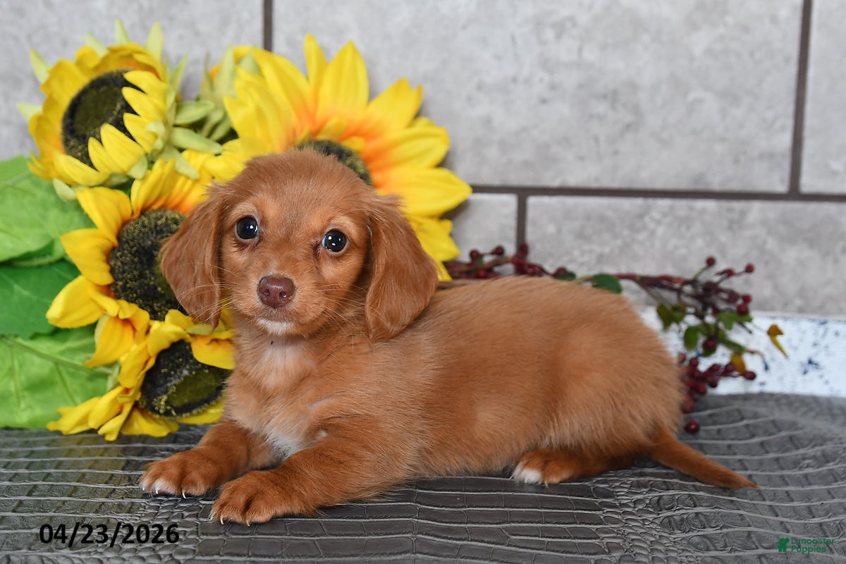 Miniature Dachshund dogs Olivia - Ad 2