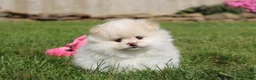 Pomeranian dogs for sale: Lola - Ad 13