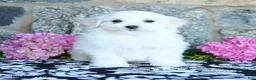 Maltese dogs for sale: Snowflake - Ad 5
