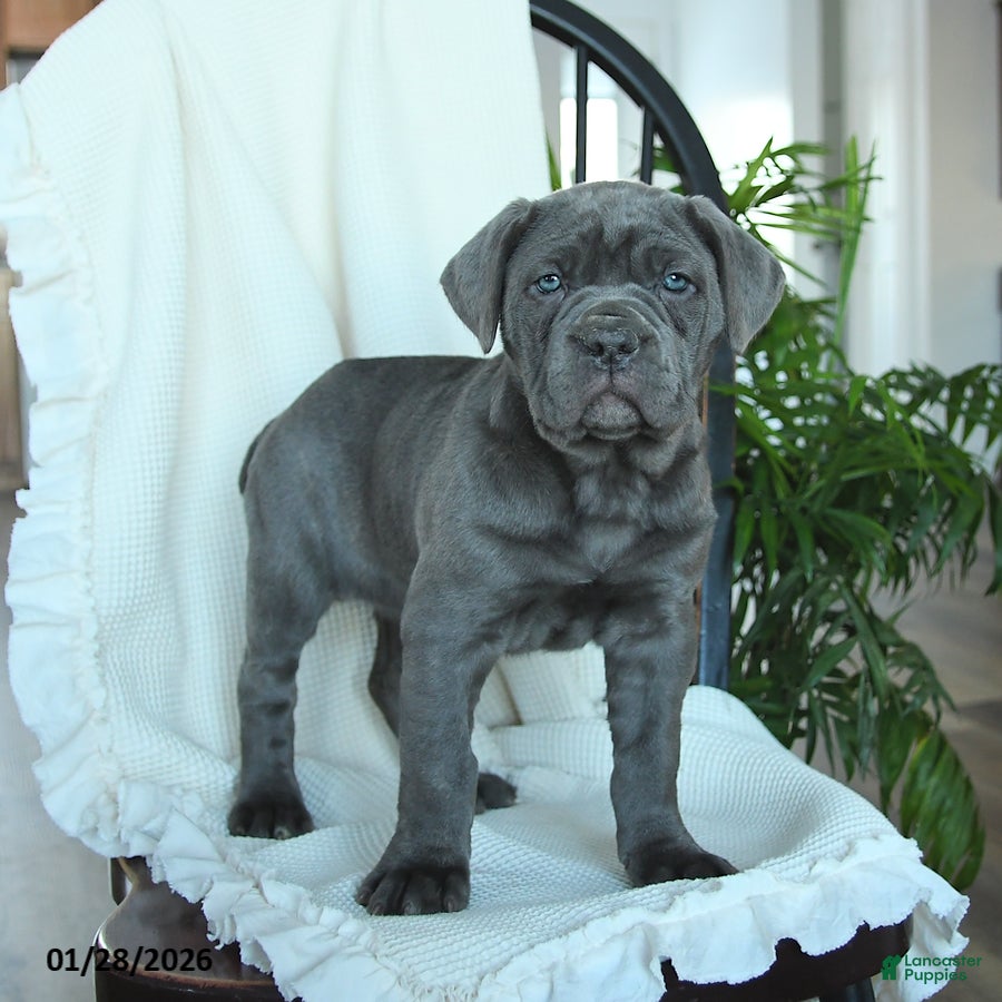 Cane Corso dogs Annie - Ad 39