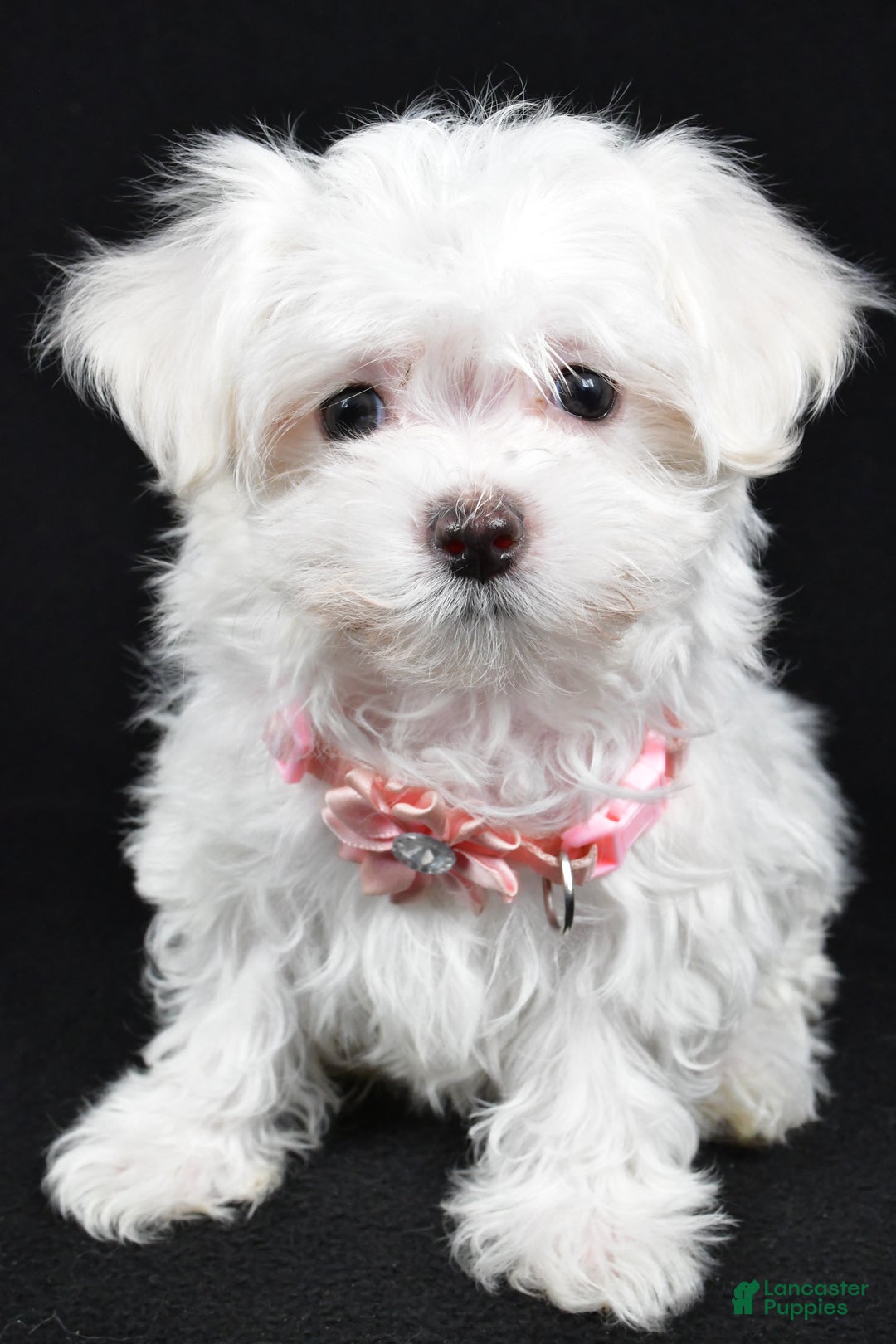 Maltese dogs for sale: Lacey - Ad 7