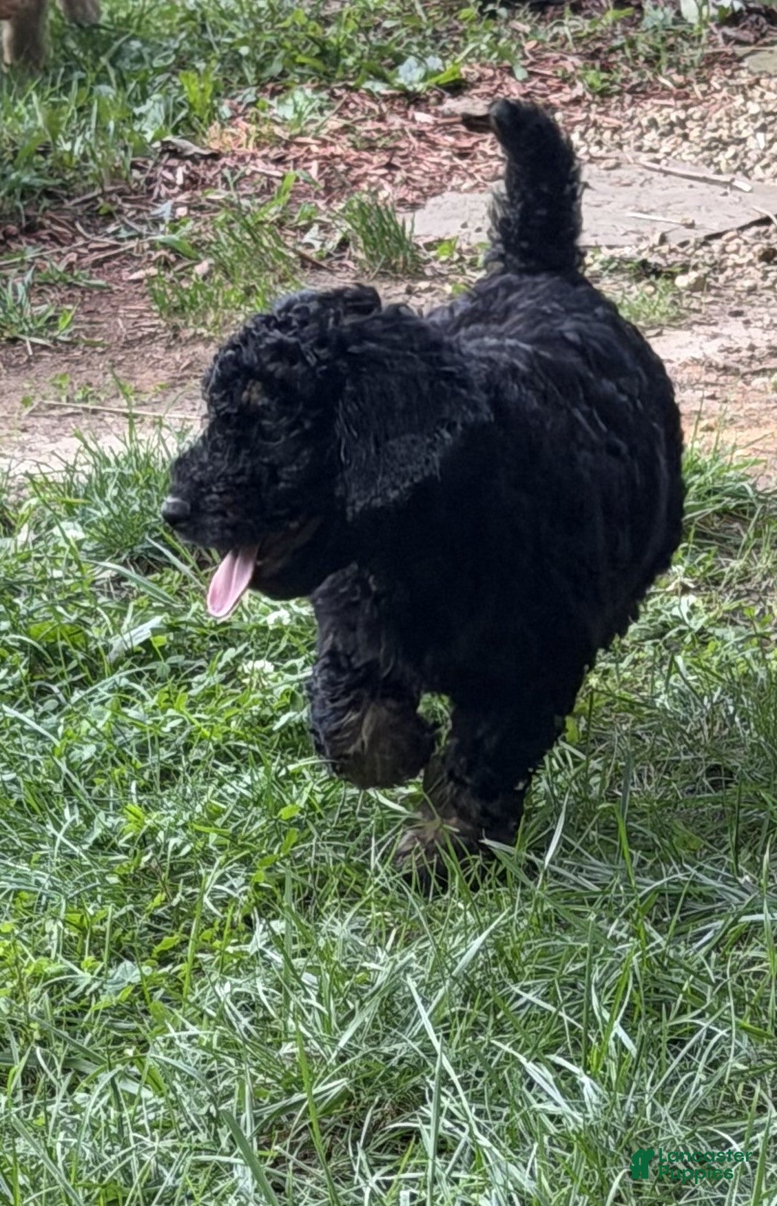 Aussiedoodle dogs Cirie - Ad 2