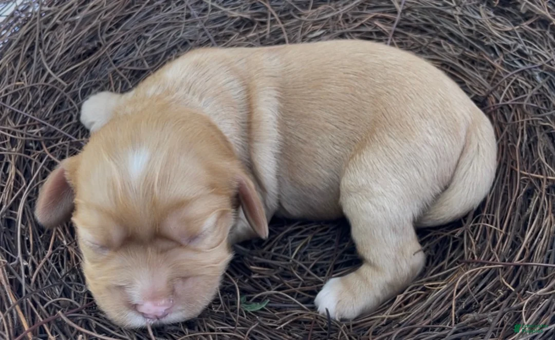 Mixed Breed dogs for sale: Noël - Ad 2