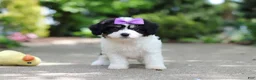 Cavachon dogs for sale: Darla - Ad 3