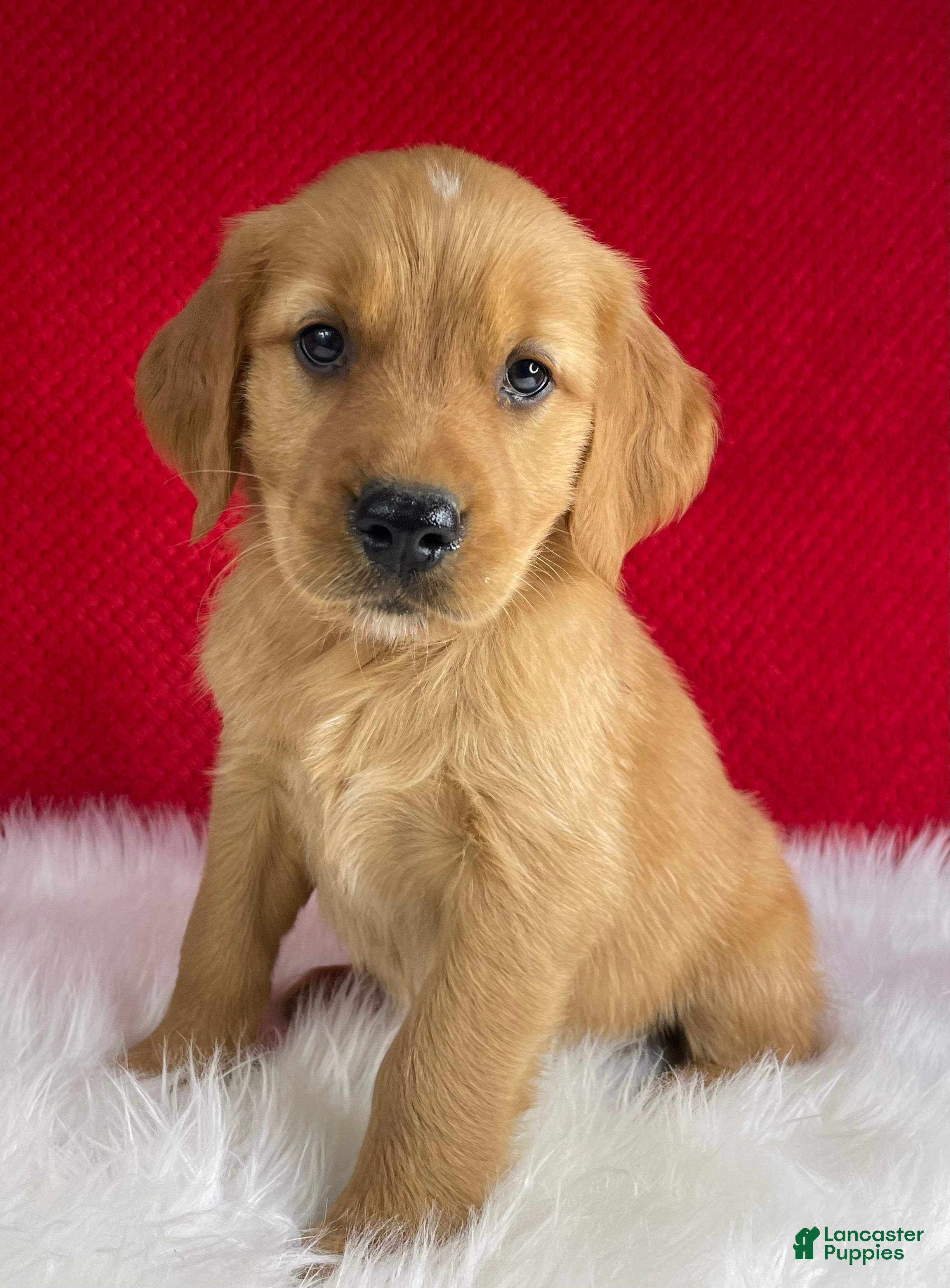 Golden Retriever dogs Simba - Ad 1