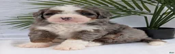 Mini Bernedoodle dogs for sale: Mini Darcy  - Ad 5