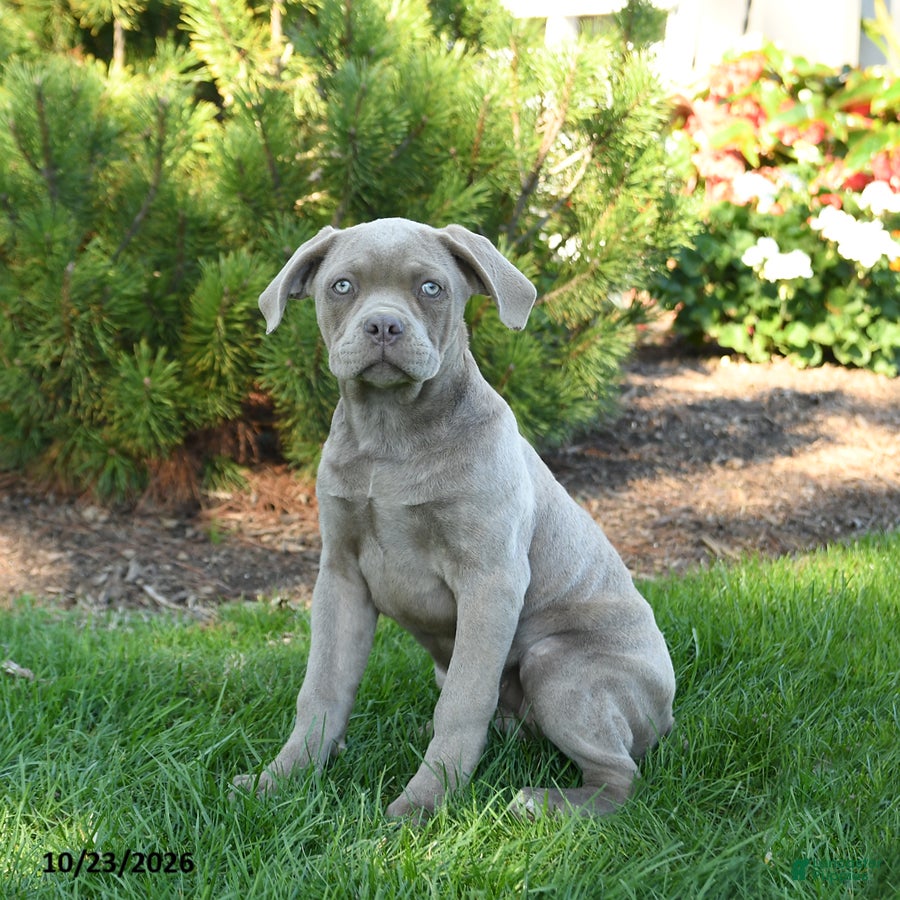 Cane Corso dogs for sale: Daisy  - Ad 1