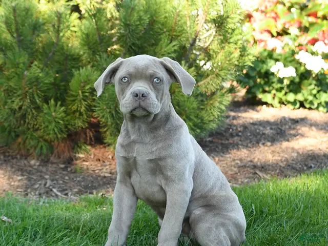Cane Corso dogs for sale: Daisy - Ad 1