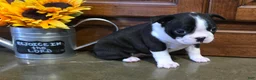 Boston Terrier dogs for sale: Jewel Boston Terrier  - Ad 3