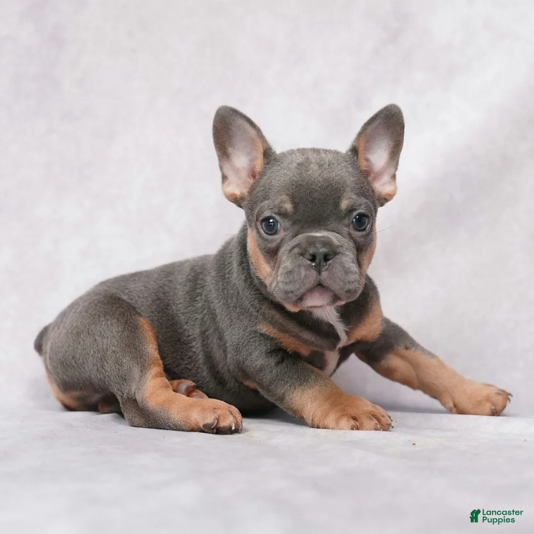 French Bulldog dogs for sale: Skylar - Ad 2