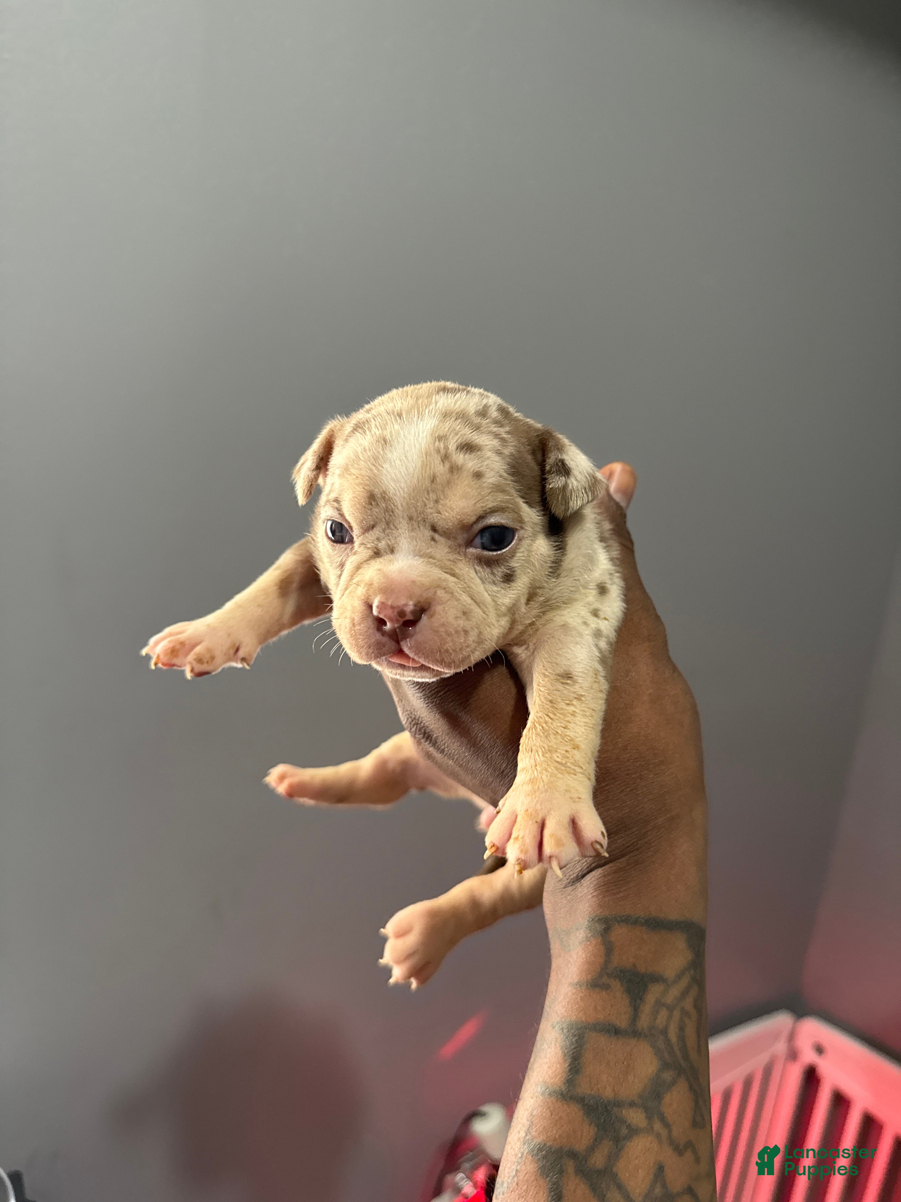 American Bully dogs American Bully Puppy 3 - Ad 38