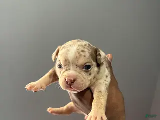 American Bully dogs American Bully Puppy 3 - Ad 11