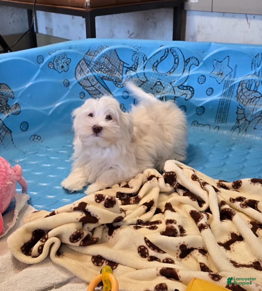 Havanese dogs for sale: Josh - Ad 6