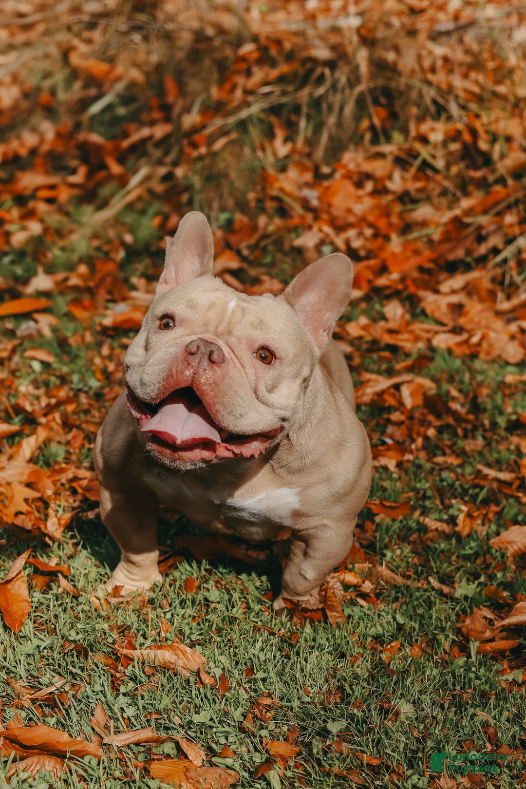 American Bully dogs for sale: American Bully Puppy 1 - Ad 3