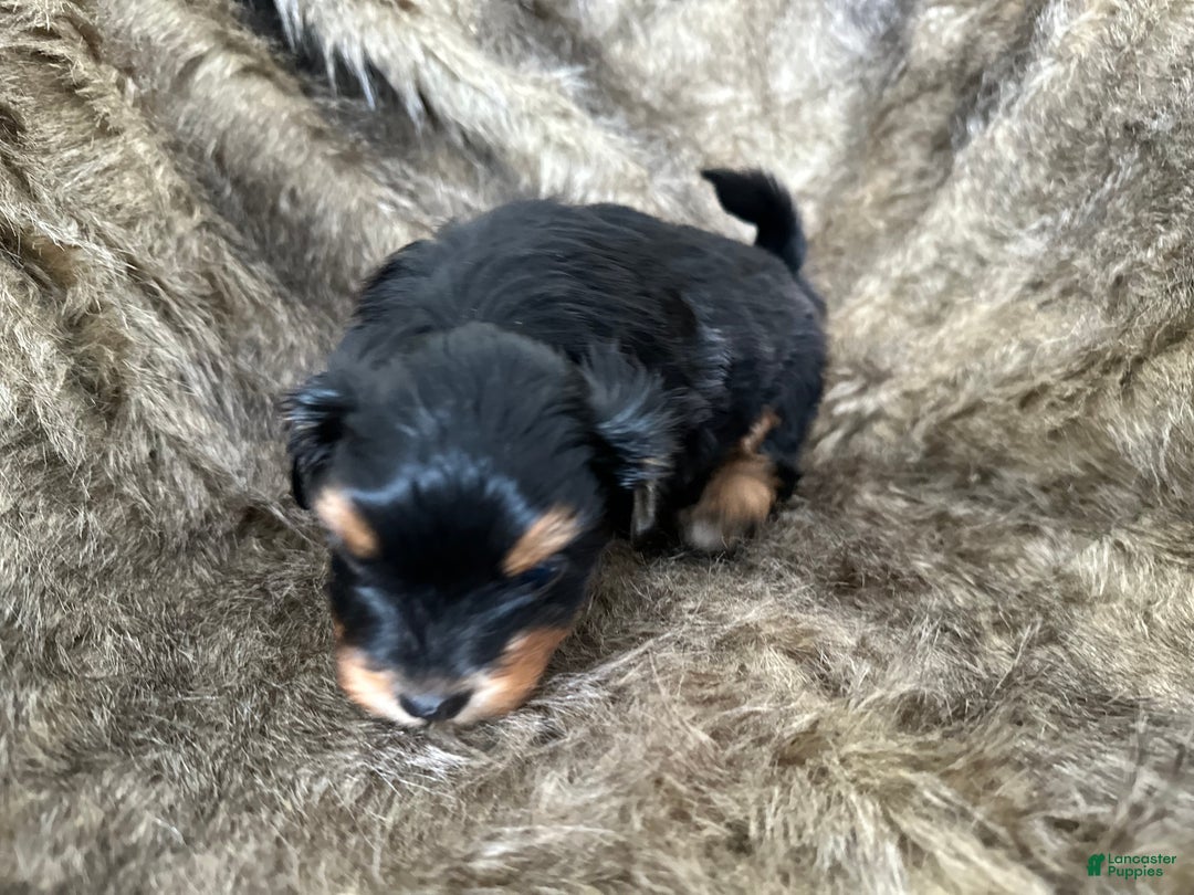 Shorkie dogs for sale: Luke - Ad 8