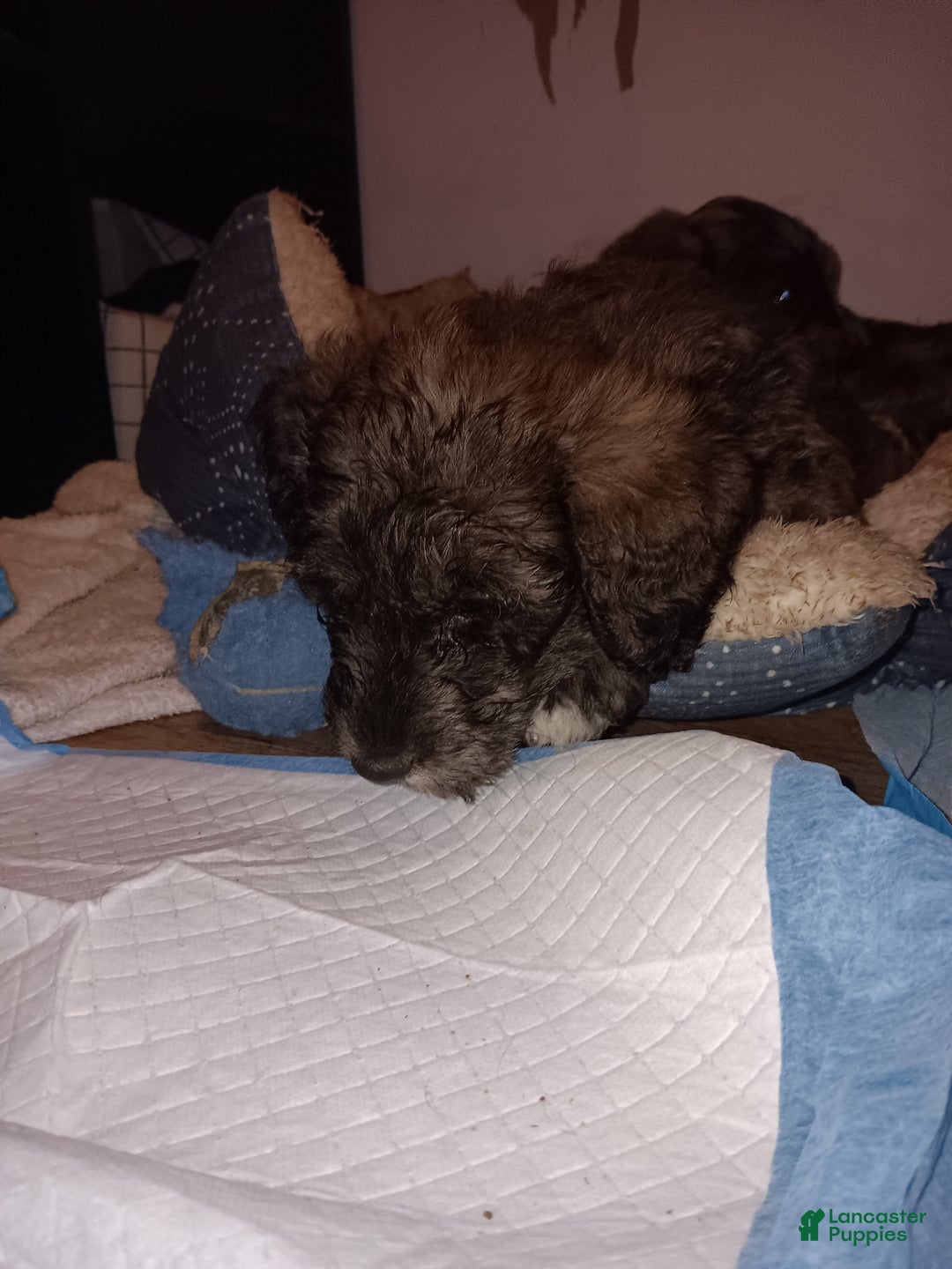 Labradoodle dogs for sale: Creamy mae - Ad 34