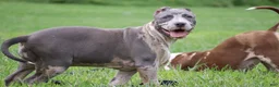 American Bully dogs for sale: Iris - Ad 4