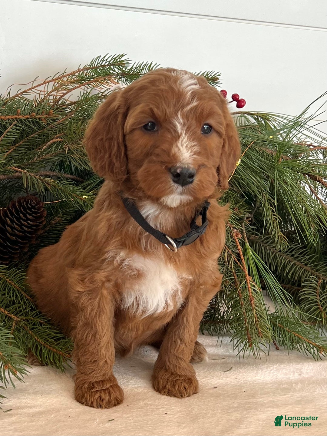 Irish Doodle dogs for sale: Holly - Ad 11