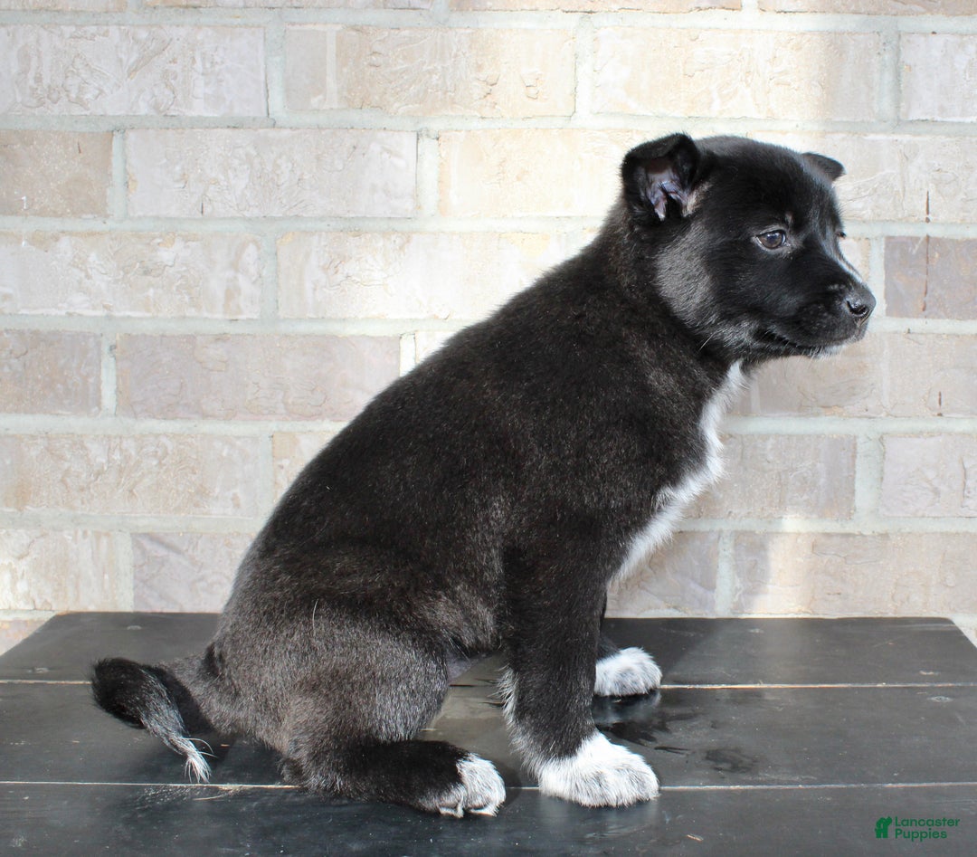 Mixed Breed dogs for sale: Skyla - Ad 5