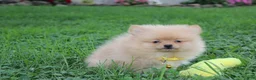 Pomeranian dogs for sale: Finn - Ad 10