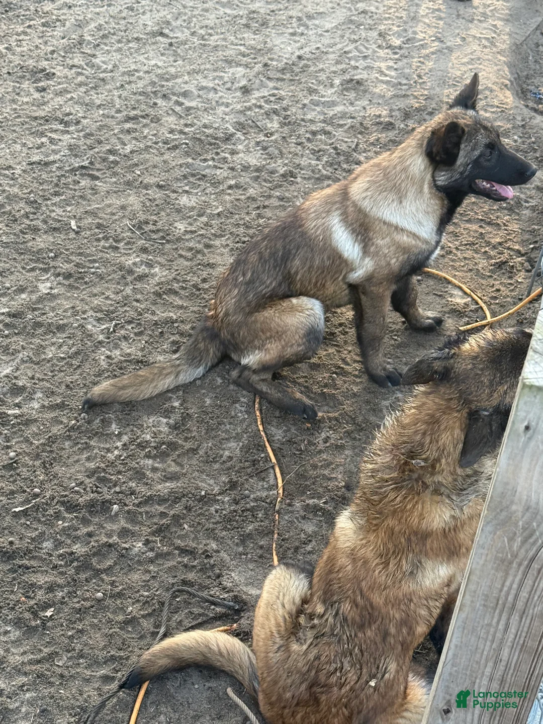 Belgian Malinois dogs for sale: Belgian Malinois Puppy 5 - Ad 1