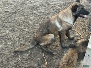 Belgian Malinois dogs Belgian Malinois Puppy 5 - Ad 34