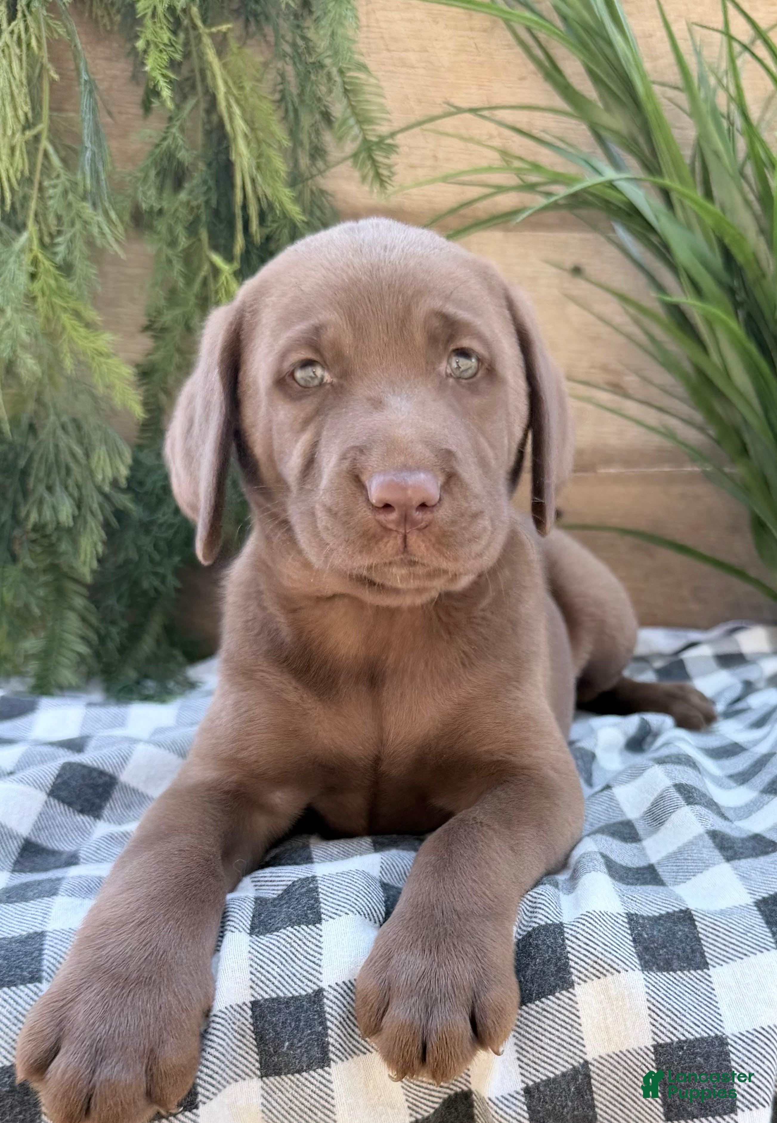 Labrador Retriever dogs Annie - Ad 1
