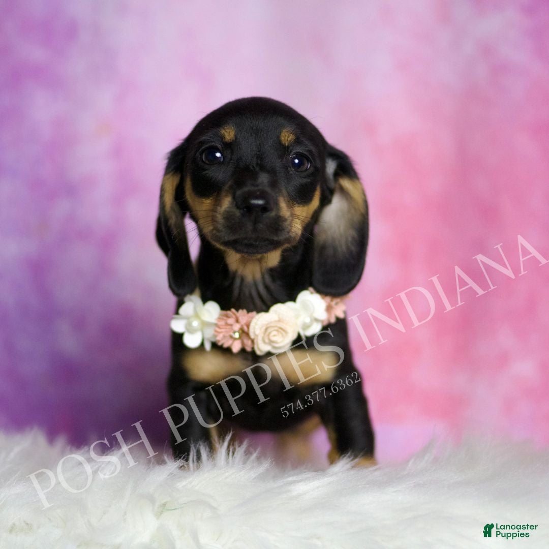 Miniature Dachshund dogs for sale: Brenda - Ad 5