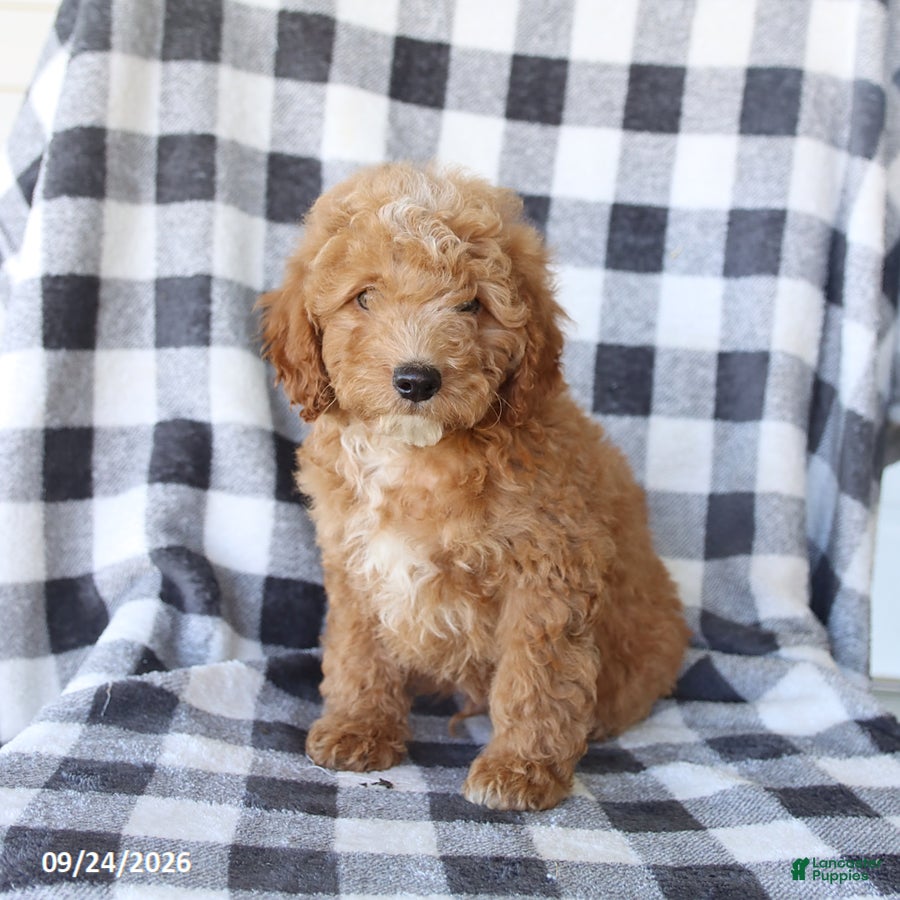 Miniature Poodle dogs Remi  - Ad 1