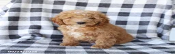 Miniature Poodle dogs for sale: Remi  - Ad 1
