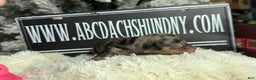 Miniature Dachshund dogs for sale: Dapple - Ad 4