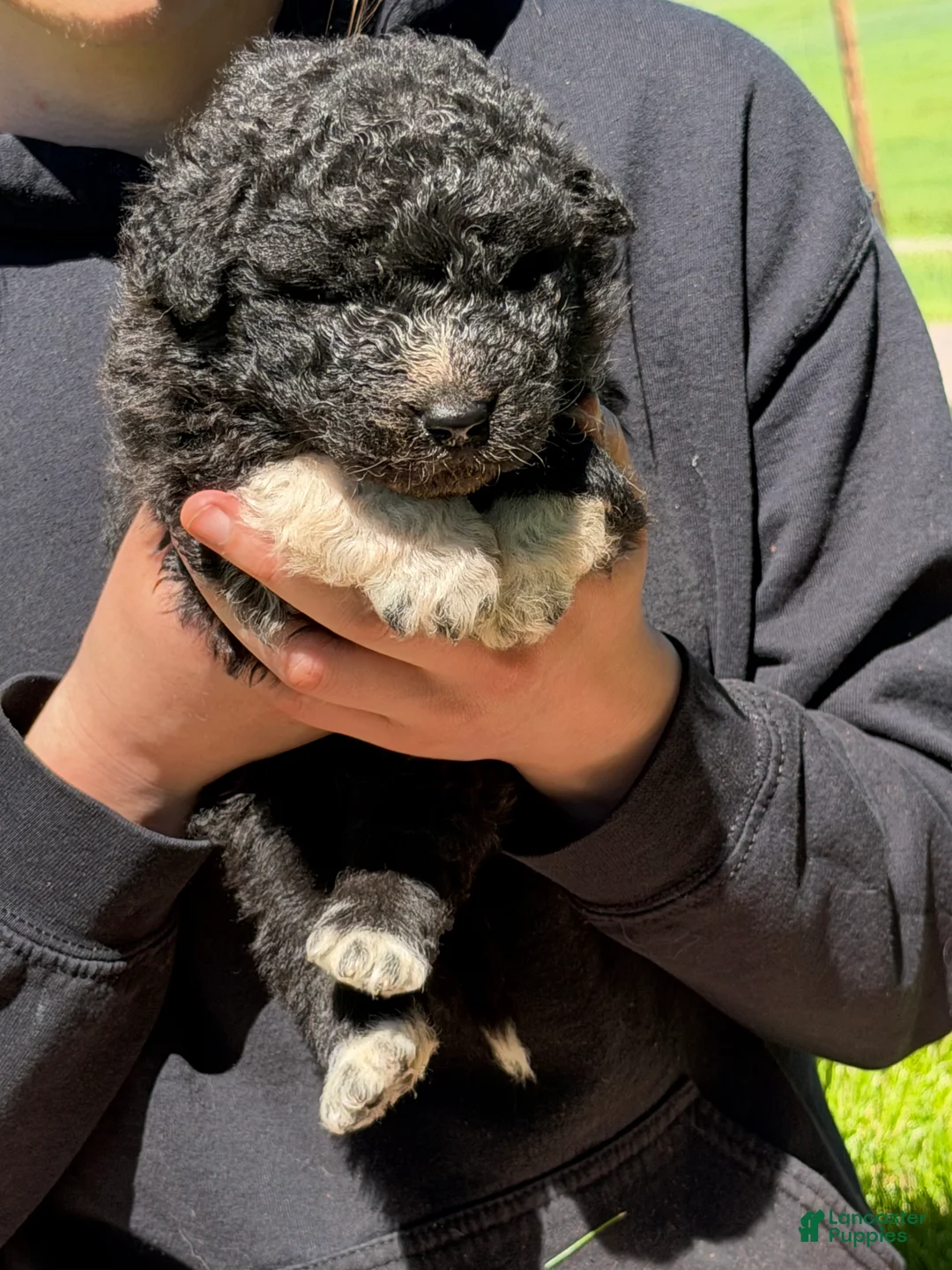 Mixed Breed dogs for sale: Bear - Ad 2