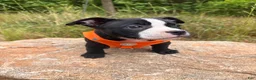 American Bully dogs for sale: Chanel - Ad 6