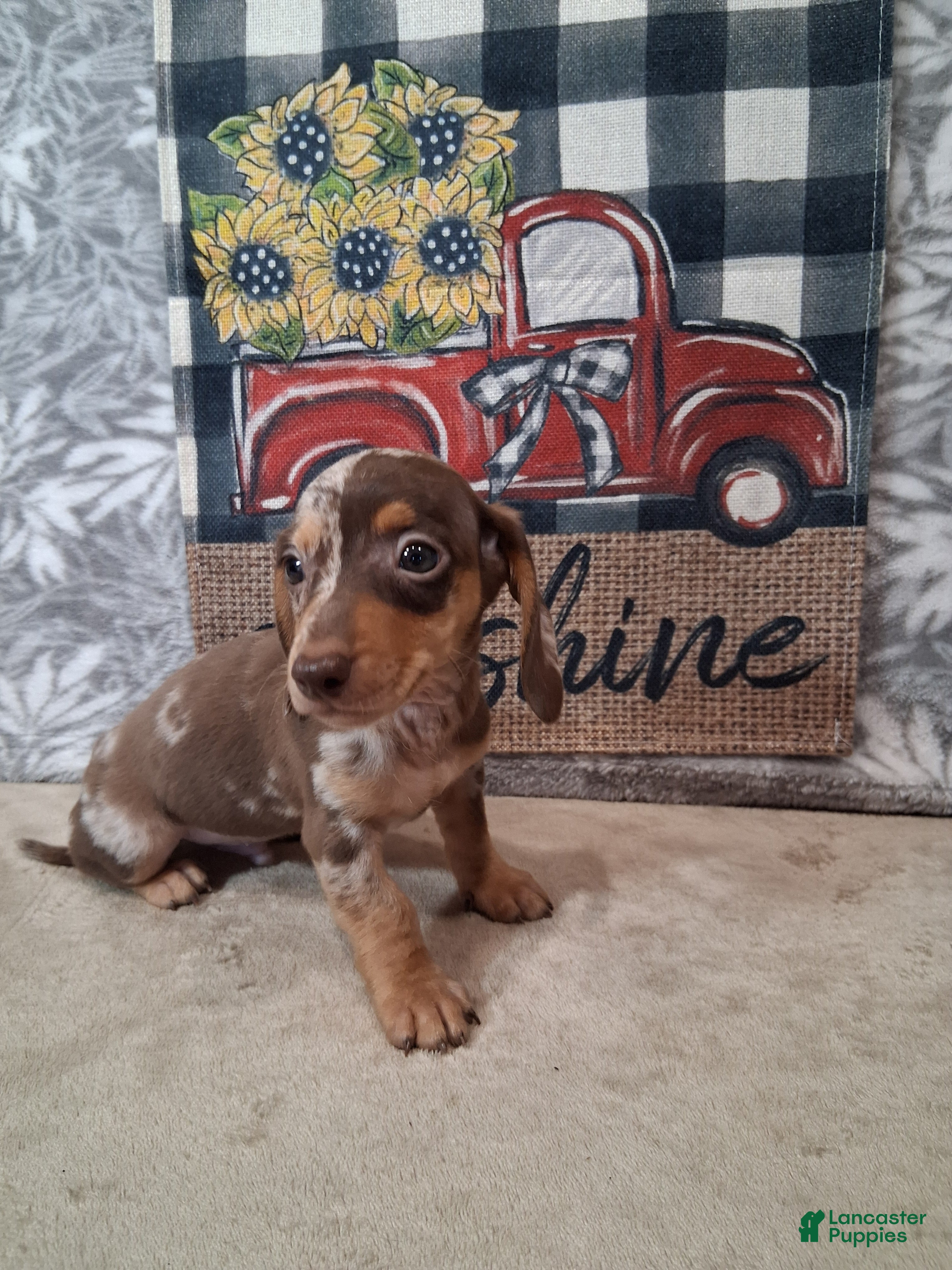 Miniature Dachshund dogs Snoopy - Ad 1